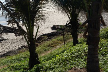 A rugged coastline with dark rocks, a sandy trail, and palm trees bordering the turquoise sea. A vibrant, tropical setting, ideal for travel, nature, and outdoor activities.