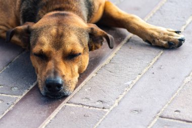 A brown dog rests peacefully on a wooden boardwalk in an outdoor setting. 