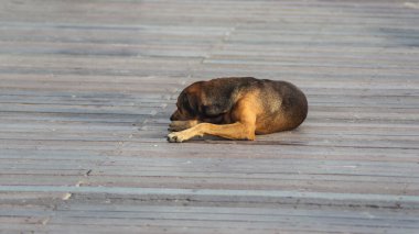 A brown dog rests peacefully on a wooden boardwalk in an outdoor setting. 