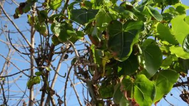 Soğuk bahar öğleden sonra rüzgarında sallanan bir bitkinin yeşil yaprakları. Yaşayan doğa.