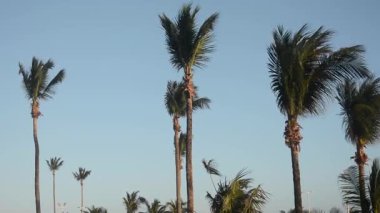 Mavi gökyüzüne karşı çok uzun bir hindistan cevizi ağacının tepesi ve bahar rüzgarının gücüyle sallanan bulutlar..