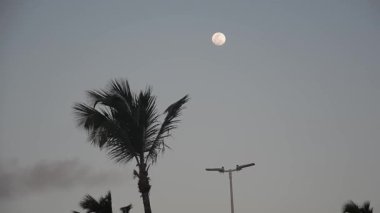 Mavi gökyüzüne karşı yükselen hindistan cevizi ağacının tepesi ve arka planda ay..