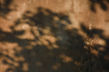 Ormanda parlayan güneşin gölgesi