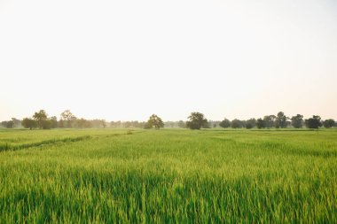 günbatımında pirinç tarlası ve gökyüzü portakal ışığı ve ağaçların gölgesi