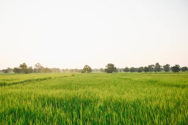 günbatımında pirinç tarlası ve gökyüzü portakal ışığı ve ağaçların gölgesi