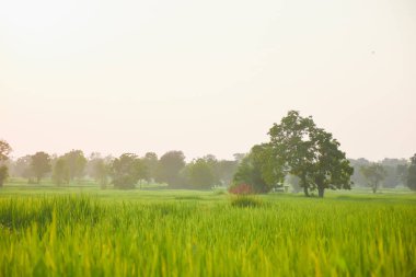 günbatımında pirinç tarlası ve gökyüzü portakal ışığı ve ağaçların gölgesi