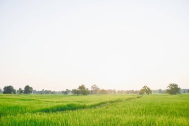 günbatımında pirinç tarlası ve gökyüzü portakal ışığı ve ağaçların gölgesi