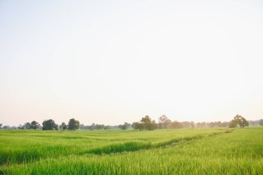 günbatımında pirinç tarlası ve gökyüzü portakal ışığı ve ağaçların gölgesi