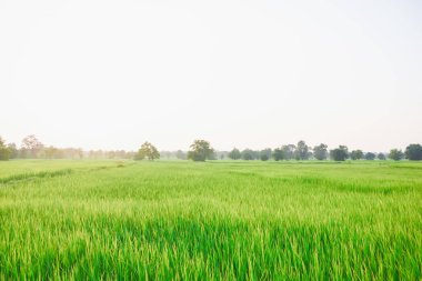 günbatımında pirinç tarlası ve gökyüzü portakal ışığı ve ağaçların gölgesi