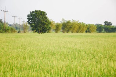 günbatımında pirinç tarlası ve gökyüzü portakal ışığı ve ağaçların gölgesi