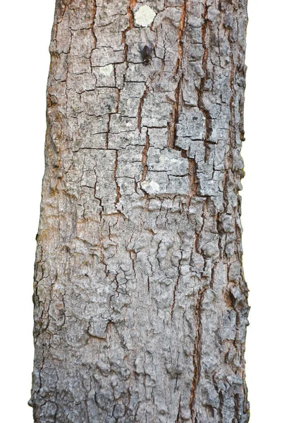 与白色背景隔离的树皮 — 图库照片