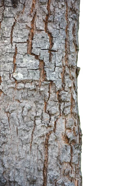 Bark Isolated White Background — Stock Photo, Image