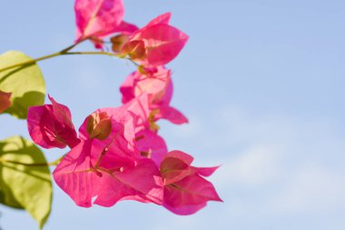 Bougainvillea binanın balkonunda çiçek açıyor..