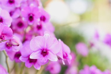 Güzel bir akşamda mor orkideler ve güzel güneş ışığı.