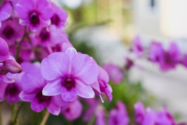 Güzel bir akşamda mor orkideler ve güzel güneş ışığı.