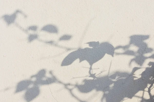 木漏れ日の影 — ストック写真