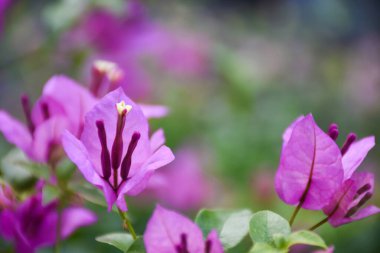 Arka planda çiçek açan bougainvillea 'nın yakın plan çekimi