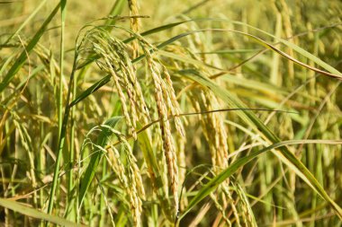 Tarlada sarı pirinç tarlaları