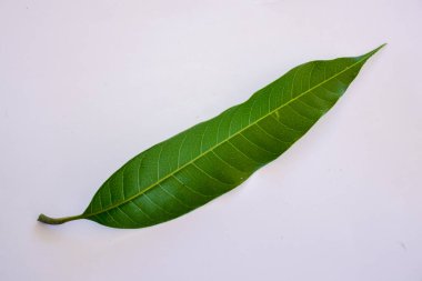 Beyaz bir arka plan üzerinde izole mango yaprakları