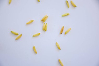 Beyaz zemin üzerinde sarı pirinç taneleri