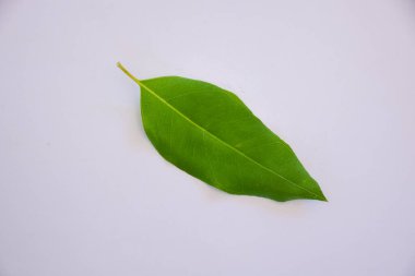 Beyaz arkaplanda okaliptüs yaprakları izole