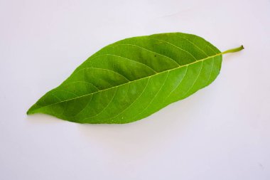 Beyaz arkaplanda Annona yaprağı izole