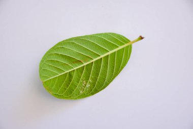 Guava beyaz arkaplandan izole olarak ayrılıyor