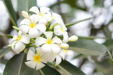 Bahçede beyaz frangipani çiçekleri