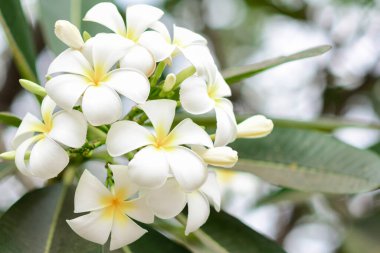 Bahçede beyaz frangipani çiçekleri