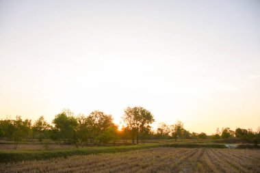 Hasattan sonra pirinç tarlalarındaki su birikintileri.