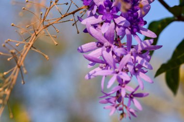 Ağaçta mor buket ve yeşil arkaplan