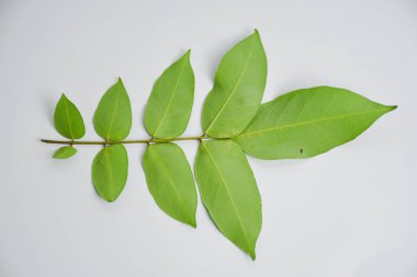 Beyaz arkaplandan izole edilmiş yeşil yaprak