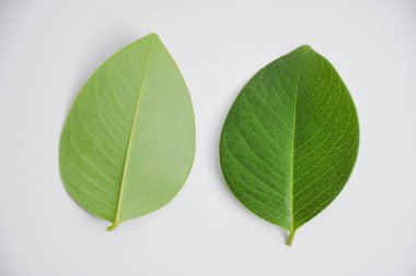 Beyaz arkaplanda izole Cassia Fistula yaprağı