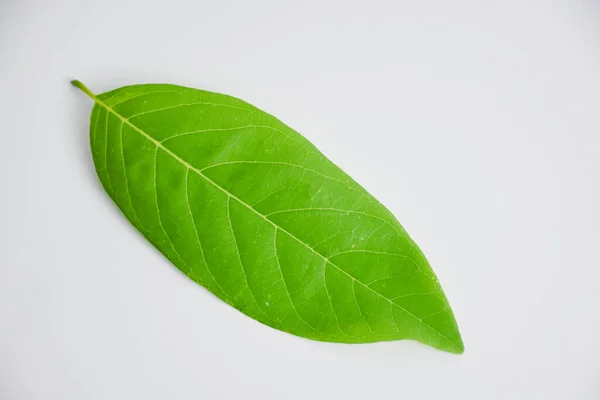 stock image Annona leaves isolated from the white background