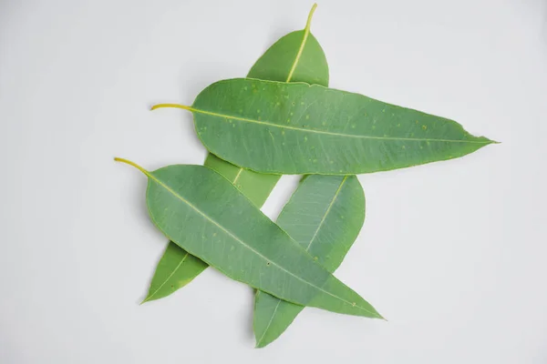 Eucalyptus Leaves Isolated White Background — Stock Photo, Image