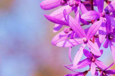 Ağaçta mor buket ve yeşil arka plan