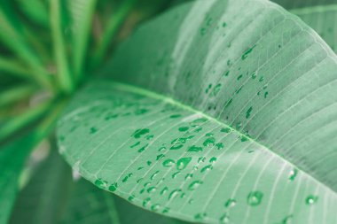 Yaprakların üzerinde su damlaları olan yeşil yaprak arkaplan.