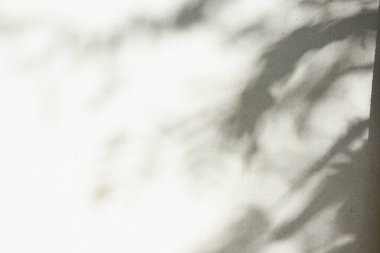 Ormanda parlayan güneşin gölgesi