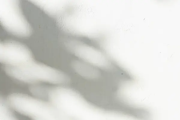 Ormanda parlayan güneşin gölgesi