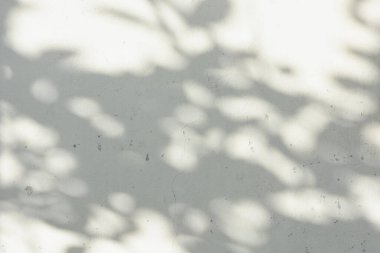 Ormanda parlayan güneşin gölgesi