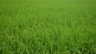 yeşil çimenler tarlada