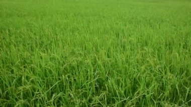 yeşil çimenler tarlada
