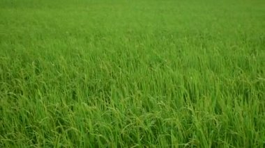 yeşil çimenler tarlada