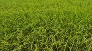 yeşil çimenler tarlada