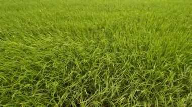 yeşil çimenler tarlada