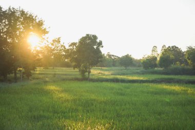 yeşil çimenler tarlada