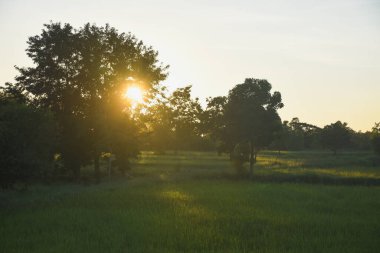 yeşil çimenler tarlada