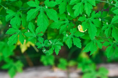 Acı kabak yaprakları, beyaz arka planda izole edilmiş çentikli kenarlı altı kulak memesidir. Acı kavun (Momordica charantia), geleneksel ilaç olarak kullanılan tropikal bir sarmaşıktır.