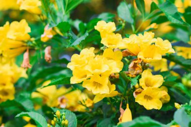 Yeşil arka planda sarı çiçekler