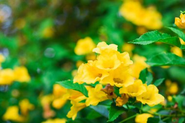 Yeşil arka planda sarı çiçekler